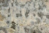 Mesoproterozoic Stromatolite (Tungussia) Slab - Arizona #326183-1